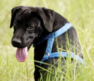 Mitos e verdade sobre o arnês para cães