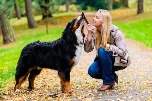 Ideias para atividades com seu cão