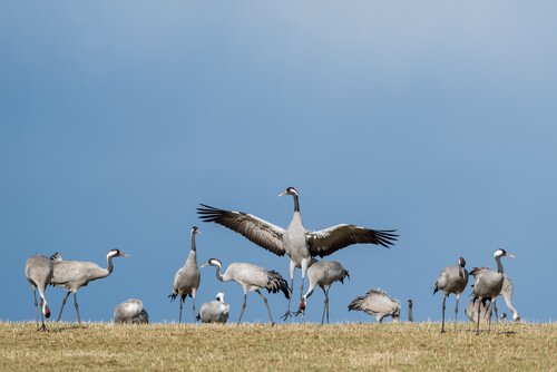 6 aves migratórias que você deve conhecer