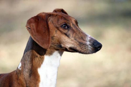 Azawakh: conheça essa raça canina