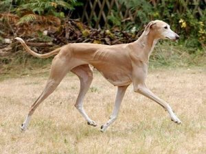 Azawakh: conheça essa curiosa raça de cachorro
