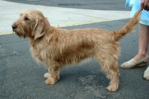 Basset fulvo da Bretanha: um campeão de busca