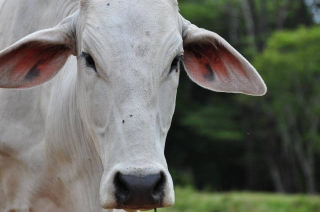 Boi: um dos signos do horóscopo chinês