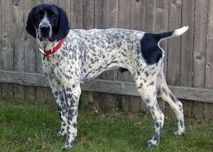 Braco de Auvérnia