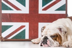 Comportamento do Buldogue inglês: conheça aqui