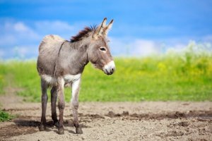 Diferenças entre asno, burro e mula