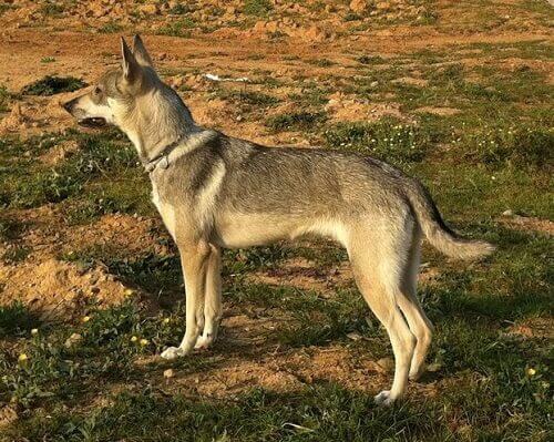 CÃ£o lobo Herrero