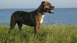 Cão de presa maiorquino ou Ca de Bou