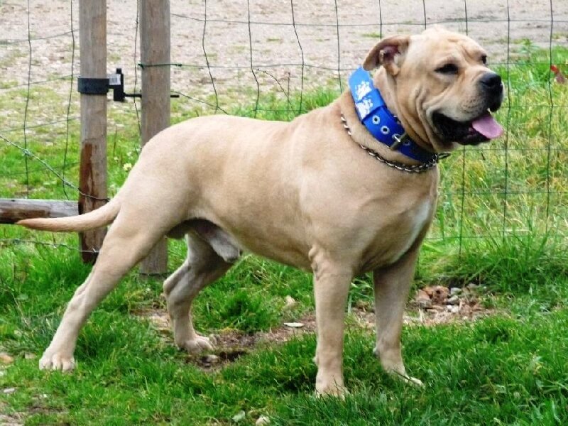 Ca de Bou ou Cão de presa maiorquino