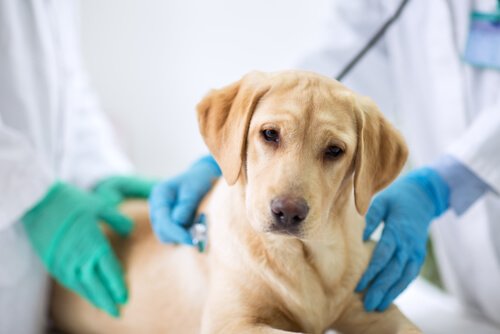 Cuidados Com Uma Cachorra No Cio Meus Animais