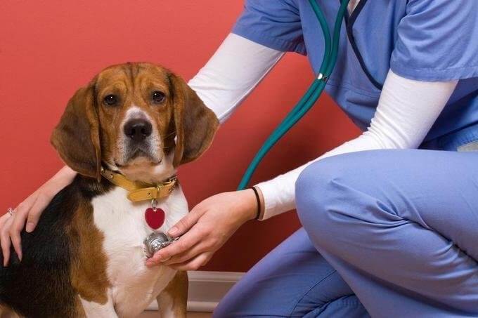 Cachorro sendo auscultado por cardiologista veterinária