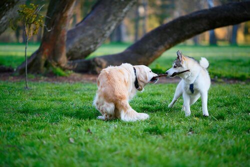 Cachorros disputando um graveto