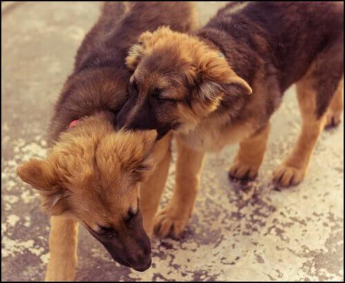 Cachorros se mordendo