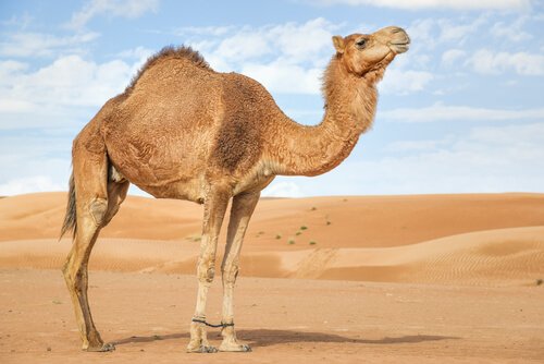 Camelo no deserto