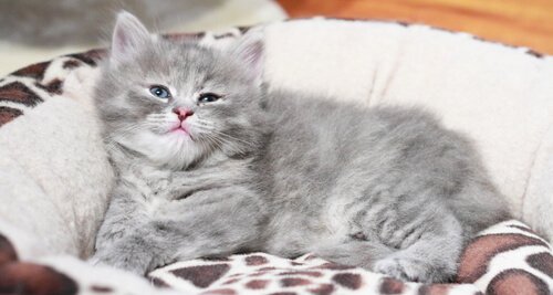 Câncer em gatos: quais os tipos mais frequentes?