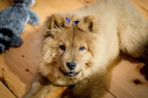 Cachorrinha com laço