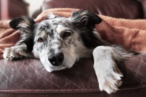 Gripe em cães: sintomas e tratamento