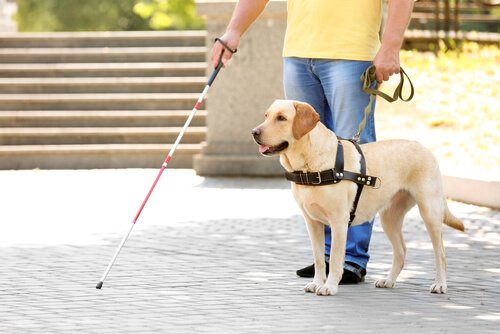 Vida do cão-guia: como é a rotina deste animal? Vida do cão-guia: como é a rotina deste animal?