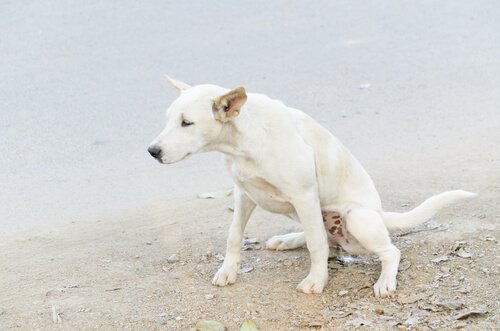 incontinência urinária em cães: como agir