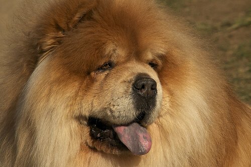 Chow chow