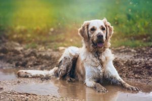 Como evitar o cheiro de cachorro molhado?