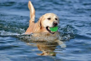 Brincar com bola: como ensinar o cão a não ficar ansioso