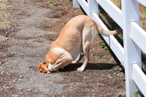 Dicas para o cão não fazer buracos no jardim