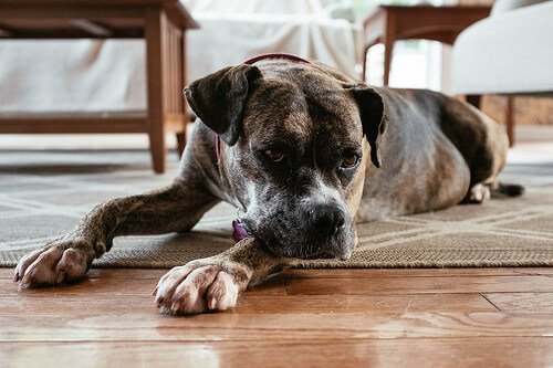 O que fazer se seu cão não se adapta à nova casa?