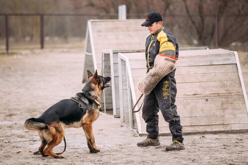cão policial sendo treinado