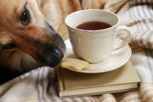 Evitar que seu cão roube comida: algumas dicas