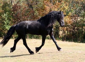 Cavalo Friesian, ou frísio