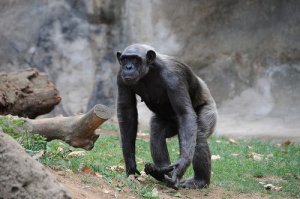 O chimpanzé: características, comportamento e habitat