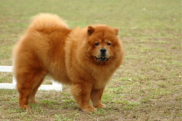 Chow Chow: raça com a cauda enrolada