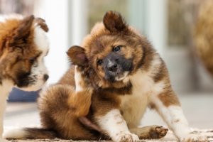 Coceira nas orelhas do seu cão: quais as causas?