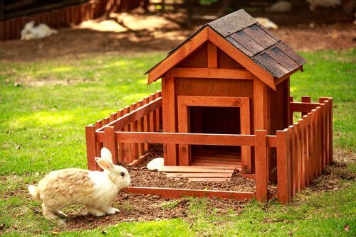 Dicas para ter um coelho em casa