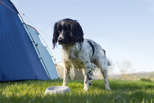 Cachorro com barraca de camping