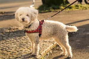 Tipos de arnês para cães