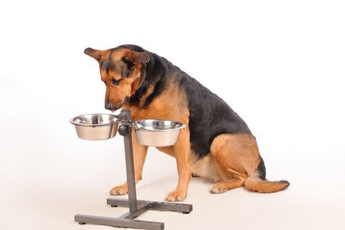 Quantas refeições o seu cão deve fazer?
