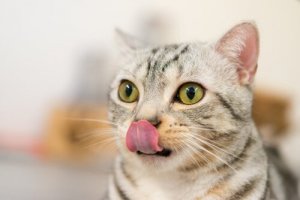 Alimentos para gatos: conheça sete opções especiais