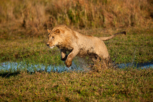 Como as leoas caçam?