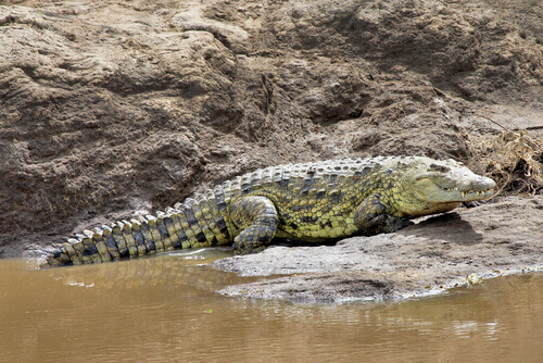 crocodilo no seu habitat
