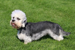 Dandie Dinmont Terrier, um cão leal e valente