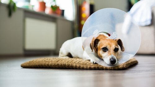 Como desinfetar as feridas do seu cão em casa