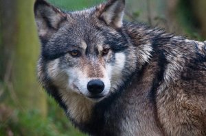 A diferença evolutiva entre cães e lobos