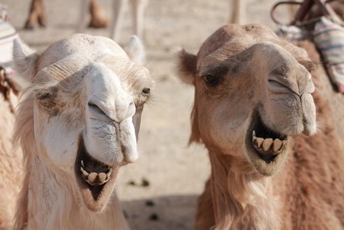 Diferenças entre camelos e dromedários