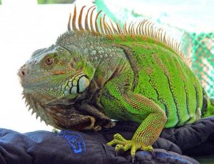 Doença óssea metabólica em répteis
