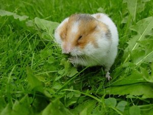 Doenças mais comuns do hamster