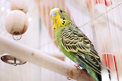 5 doenças de pássaros enjaulados