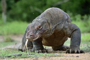Dragão de Komodo: conheça tudo sobre este "monstro"