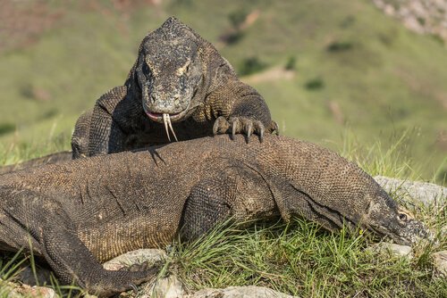 Saiba mais sobre o Dragão de Komodo